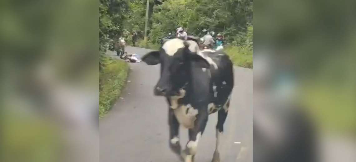 ¡Otro toro suelto! Animal embiste a motociclistas en plena calle en Desamparados
