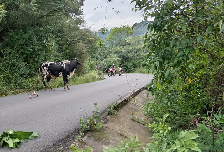 ¡Otro toro suelto! Motociclistas embestidos en plena calle de Desamparados