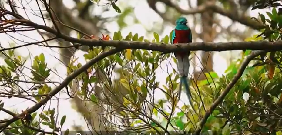 Turrialba alza vuelo con más de 630 especies de aves