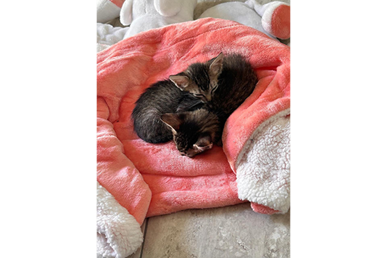 Día del gato: testimonio