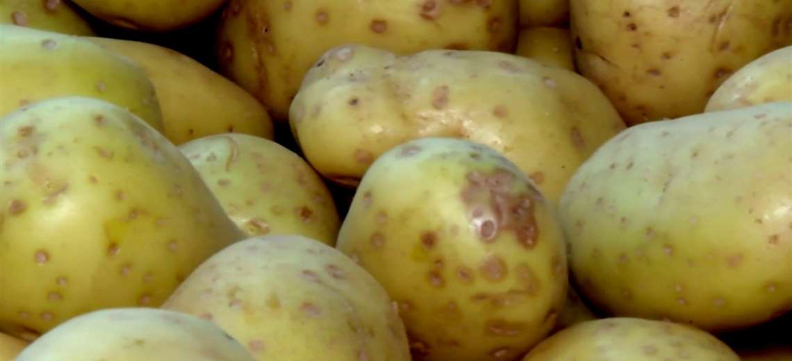 Más de 250 mil kilos de papa que venían de EE. UU. fueron rechazados por brotes y plaga
