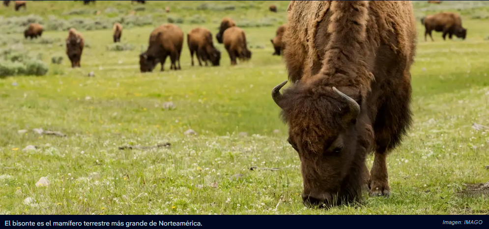 Bisontes "reviven" las praderas del Parque Yellowstone