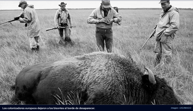 Bisontes reviven las praderas del Parque Yellowstone
