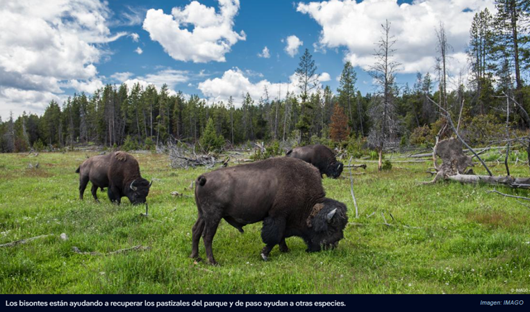 Bisontes reviven las praderas del Parque Yellowstone