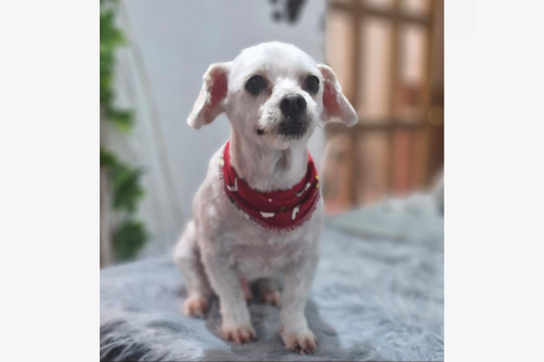 ¡De vuelta a casa! Pizarra adopciones
