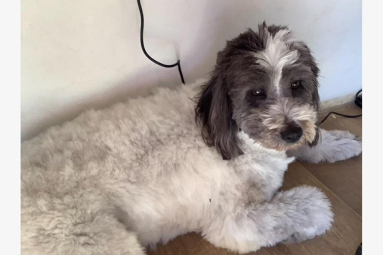 ¡De vuelta a casa! Pizarra adopciones