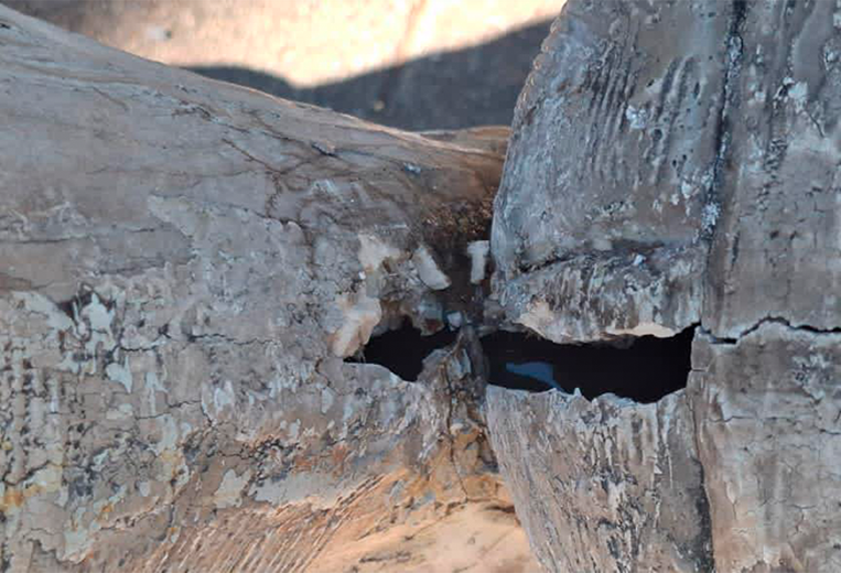 Dañan estatua de Alejandro Morera Soto