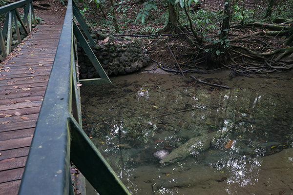 Video: Escena salvaje de cocodrilo con mantarraya en Corcovado