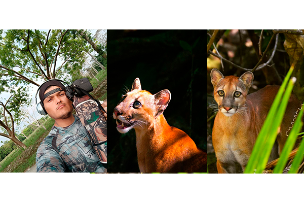 Video: Escena salvaje de cocodrilo con mantarraya en Corcovado