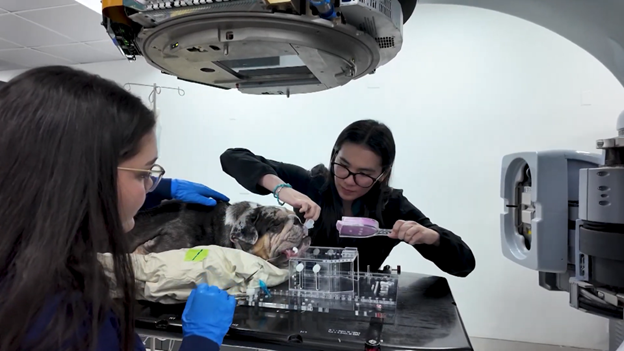 Costa Rica se convierte en destino médico de mascotas - Imagen de la noticia