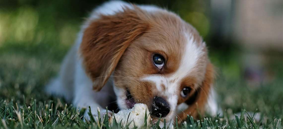 Intoxicaciones en mascotas: secuelas neurológicas, daños renales y riesgos en embarazo - Imagen de la noticia