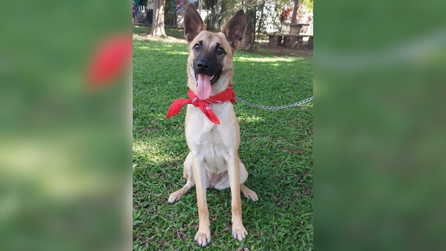 Adopte a una amiga fiel: ‘Cane’ - Imagen de la noticia