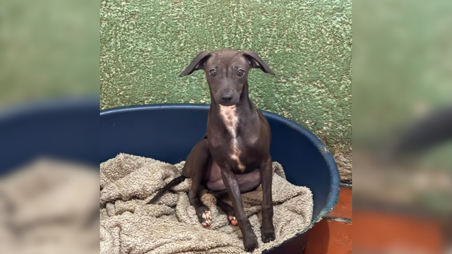 Adopte a una amiga fiel: ‘Tati’ - Imagen de la noticia