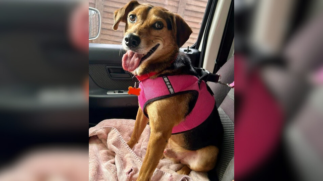 Adopte a un amigo fiel: ‘Claudio’ - Imagen de la noticia