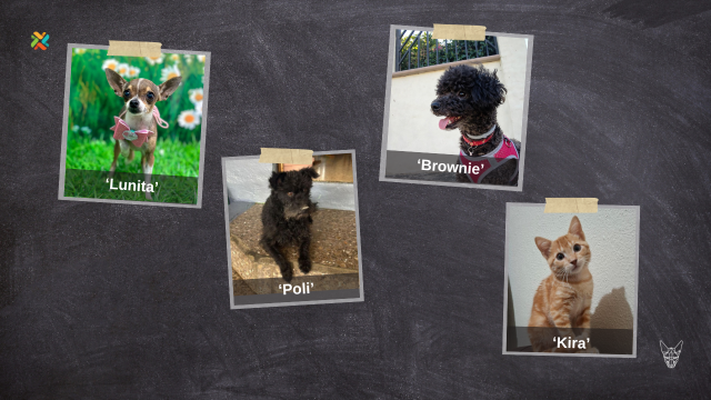 ¡De vuelta a casa! Estas familias necesitan ayuda para encontrar a sus mascotas - Imagen de la noticia