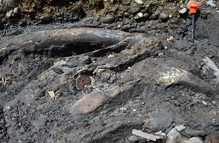 Hallazgo de mastodonte y perezoso gigante