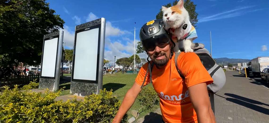 Este gato no mira la calle desde la ventana, sino desde una bicicleta - Imagen de la noticia