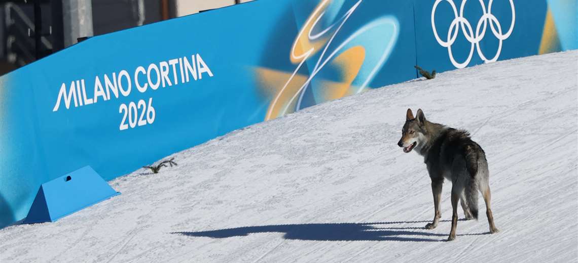 Video: Un perro lobo se robó el show en Juegos Olímpicos de Invierno - Imagen de la noticia