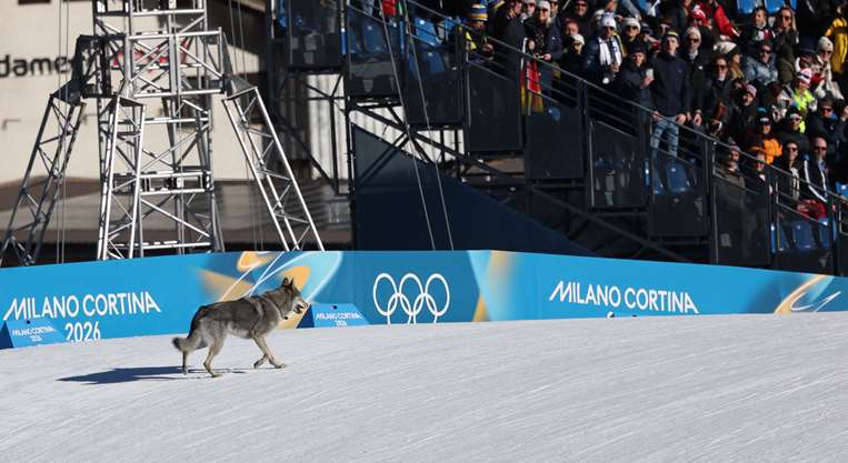 Este fue el perro que se robó el show en Juegos Olímpicos de Invierno. AFP