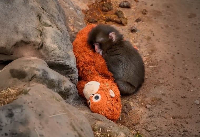 Punch y su inseparable peluche: el mono bebé que pasó del abandono a ser fenómeno viral - Imagen de la noticia