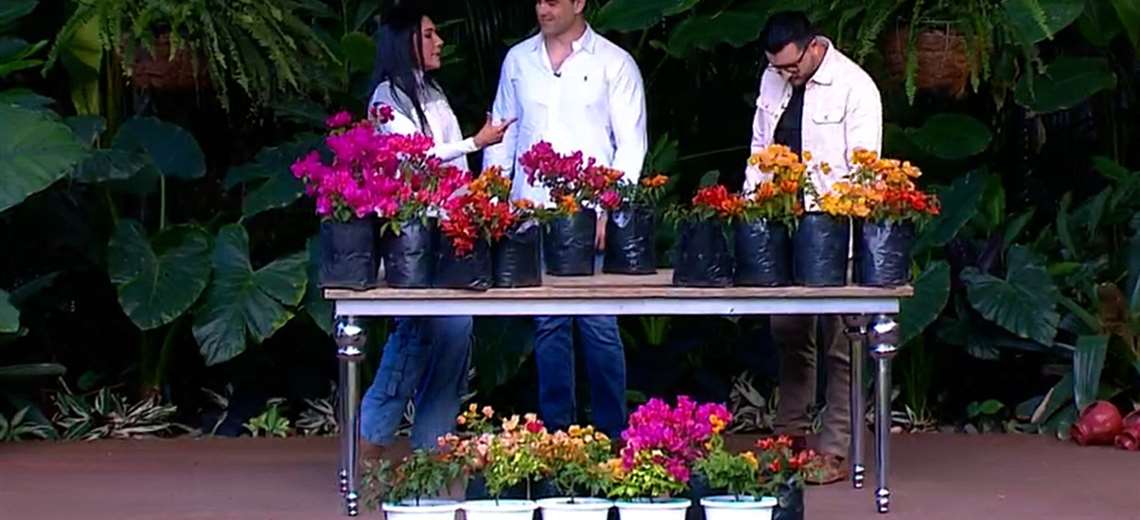 Guía práctica para que su veranera florezca todo el año - Imagen de la noticia