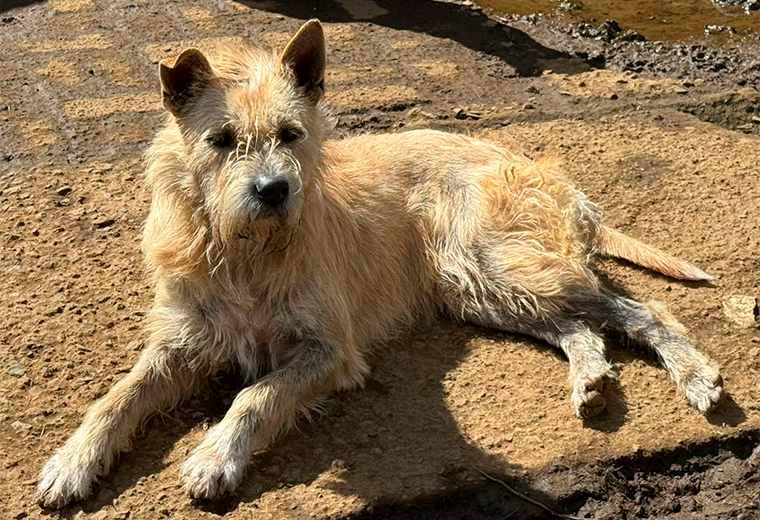 Adopte a un amigo fiel: 'Pedro' - Imagen de la noticia