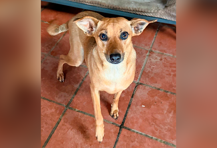 Adopte a una amiga fiel: 'Caramela' - Imagen de la noticia