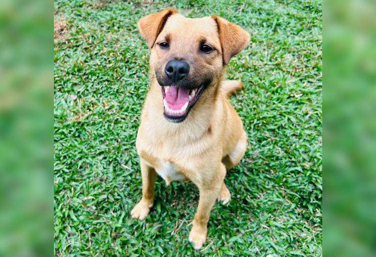 Adopte a un amigo fiel: ‘Fénix’ - Imagen de la noticia