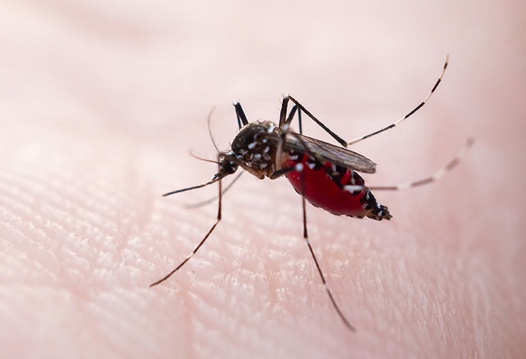 Extranjero se convierte en el tercer caso de chikungunya en lo que va del año año en Costa Rica