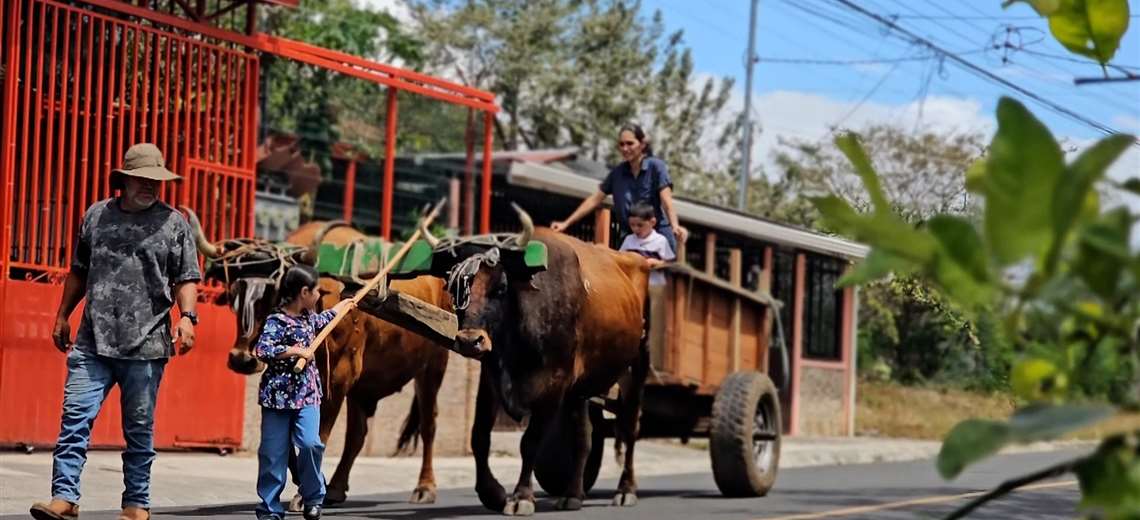Los últimos boyeros de Costa Rica caminan contra el tiempo para salvar una tradición - Imagen de la noticia