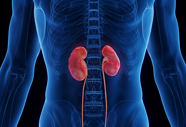 Conozca cuáles son los nutrientes que ayudan en el cuidado de los riñones - Imagen de la noticia