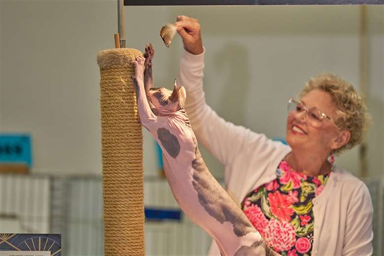 Más de 70 gatos de todo el mundo llegarán a San José para un festival felino - Imagen de la noticia