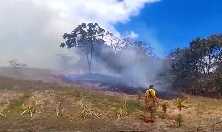 Bomberos hallan restos de 20 perros en bolsas mientras atendían incendio en Desamparados - Imagen de la noticia