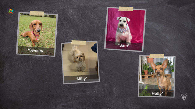 ¿Las ha visto? Estas mascotas están extraviadas y buscan volver a su hogar - Imagen de la noticia