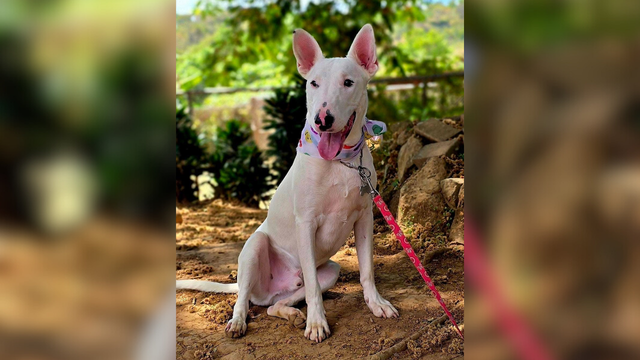 Adopte a un amigo fiel: 'Matty' - Imagen de la noticia