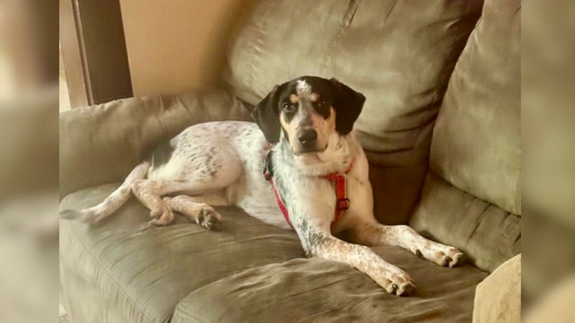 Adopte a un amigo fiel: 'Kay' - Imagen de la noticia