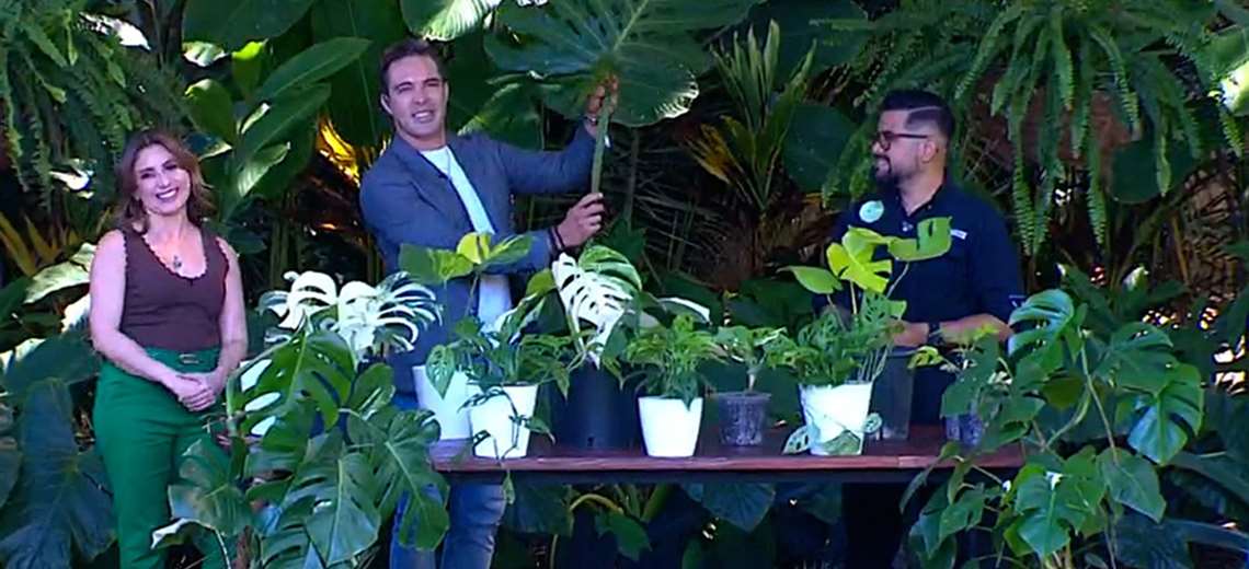 Monsteras: cómo cuidarlas para que crezcan sanas y frondosas - Imagen de la noticia