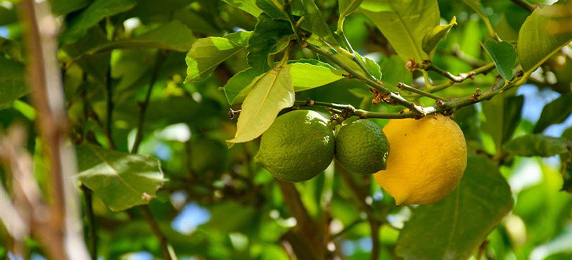 Cultivar cítricos en casa: el secreto para una cosecha más rápida - Imagen de la noticia