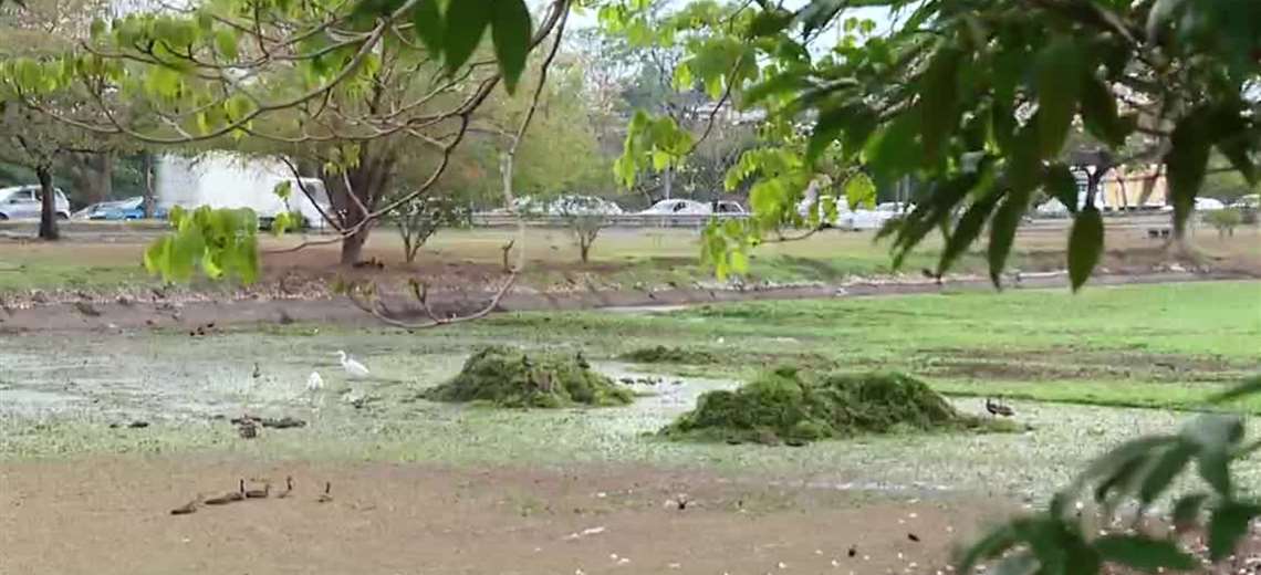 Retiran lirios del lago del Parque de La Paz - Imagen de la noticia