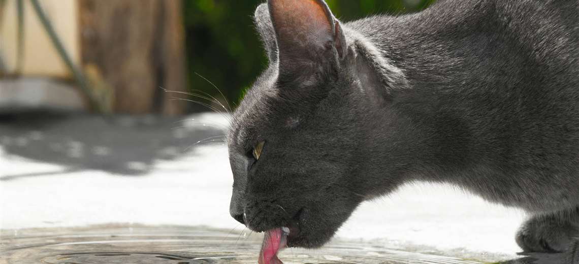 ¿Su mascota toma suficiente agua? Expertos alertan sobre peligros de la deshidratación - Imagen de la noticia