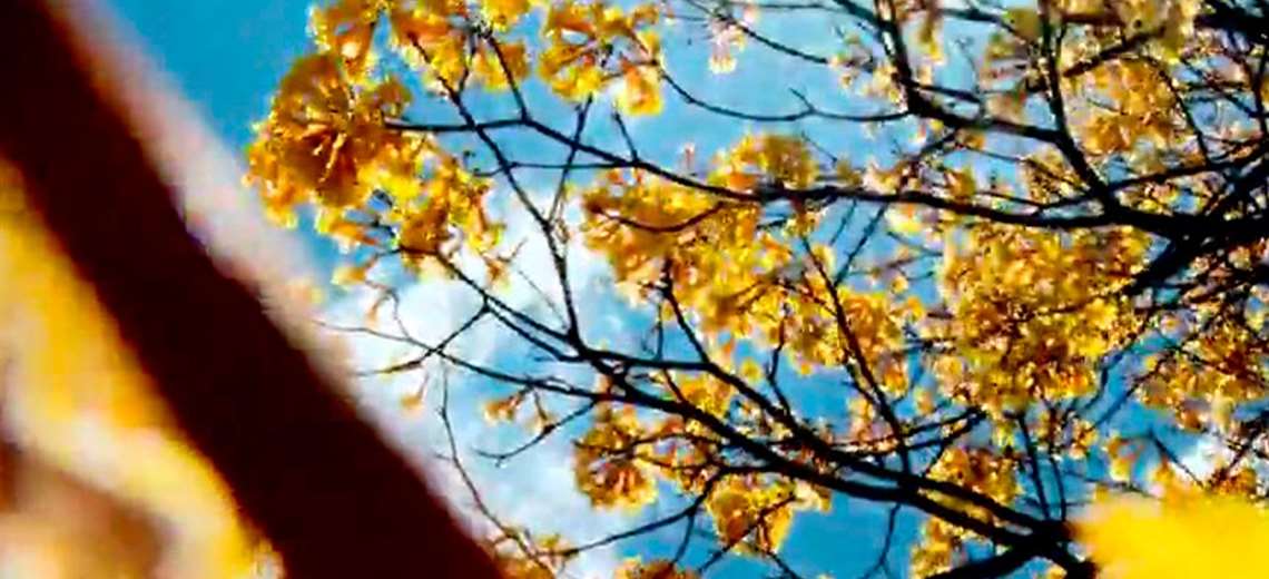 San José se tiñe de colores y hay una razón detrás de este espectáculo natural - Imagen de la noticia