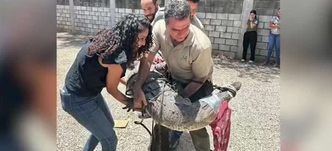 Reubican a cocodrilo de casi tres metros que apareció en alcantarilla de Tamarindo - Imagen de la noticia