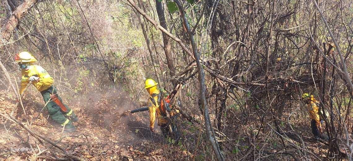 26 bomberos intentan frenar incendio forestal en Isla Venado - Imagen de la noticia