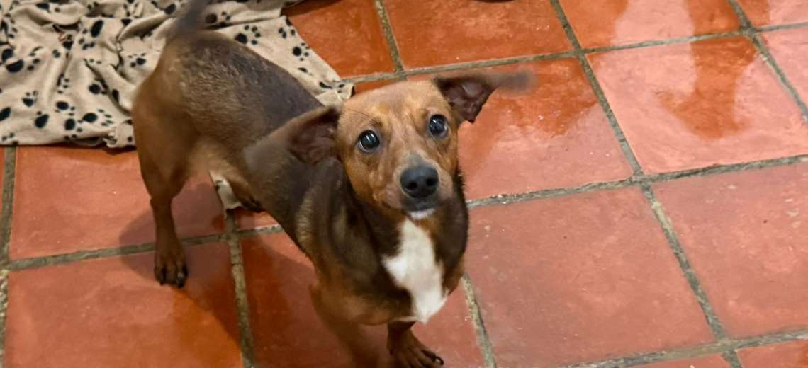 Adopte a una amiga fiel: 'Lucía' - Imagen de la noticia