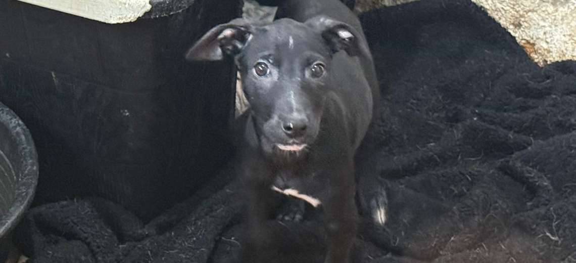 Adopte a una amiga fiel: 'Loli' - Imagen de la noticia