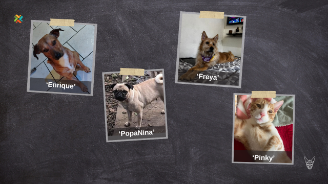 De vuelta a casa: Familias buscan desesperadamente a sus mascotas extraviadas - Imagen de la noticia