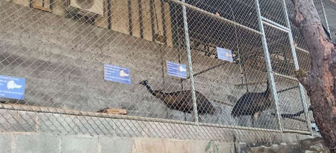 Finca turística en Montezuma exhibía animales exóticos de forma ilegal - Imagen de la noticia