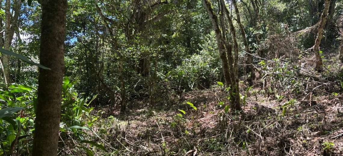 Árbol cae y mata a hombre de 55 años en Pérez Zeledón