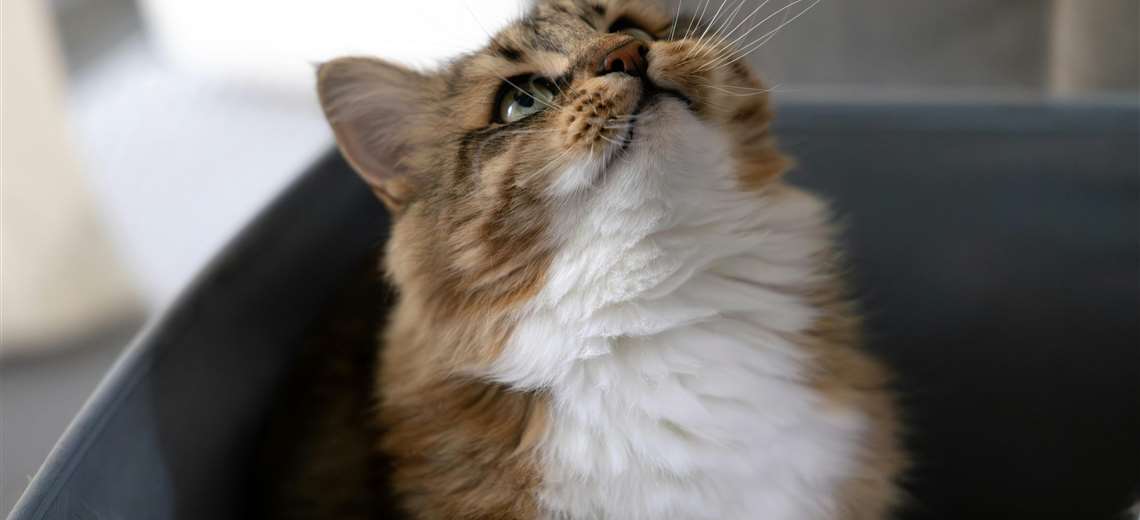 ¿Está aumentando la insuficiencia renal en gatos? Expertos aclaran el verdadero motivo - Imagen de la noticia