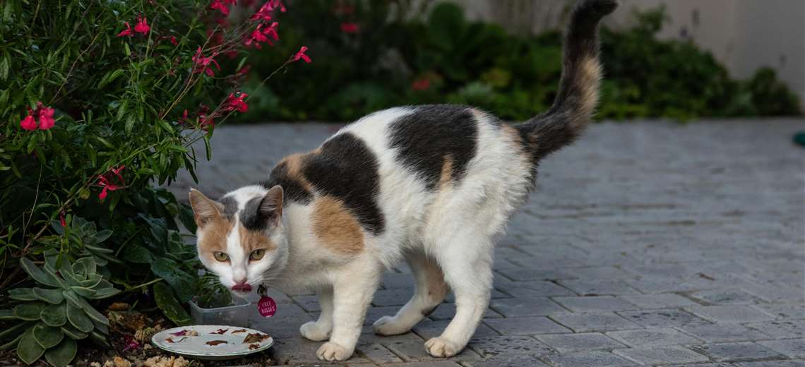 Alimentos prohibidos para gatos que muchos dueños desconocen - Imagen de la noticia